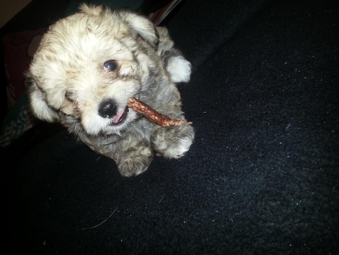 Blanding af racer Bailey billede 1