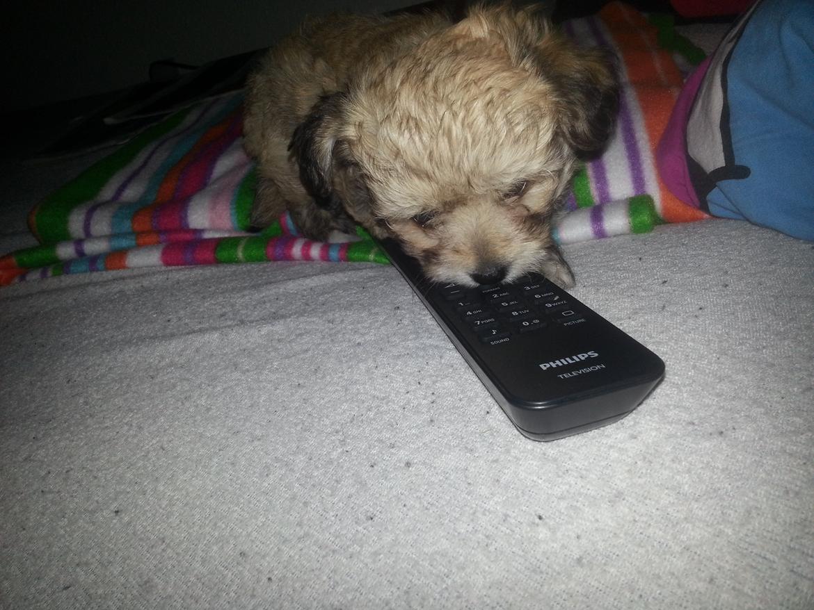 Blanding af racer Bailey billede 3