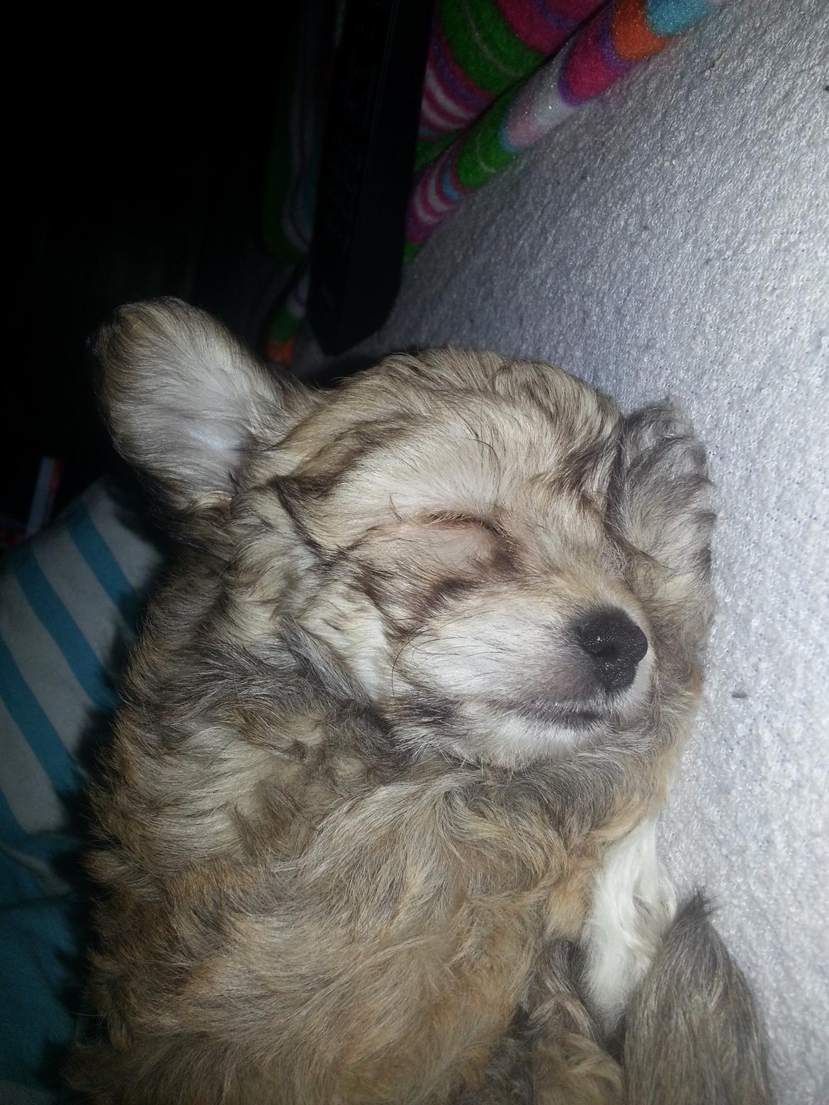 Blanding af racer Bailey billede 4