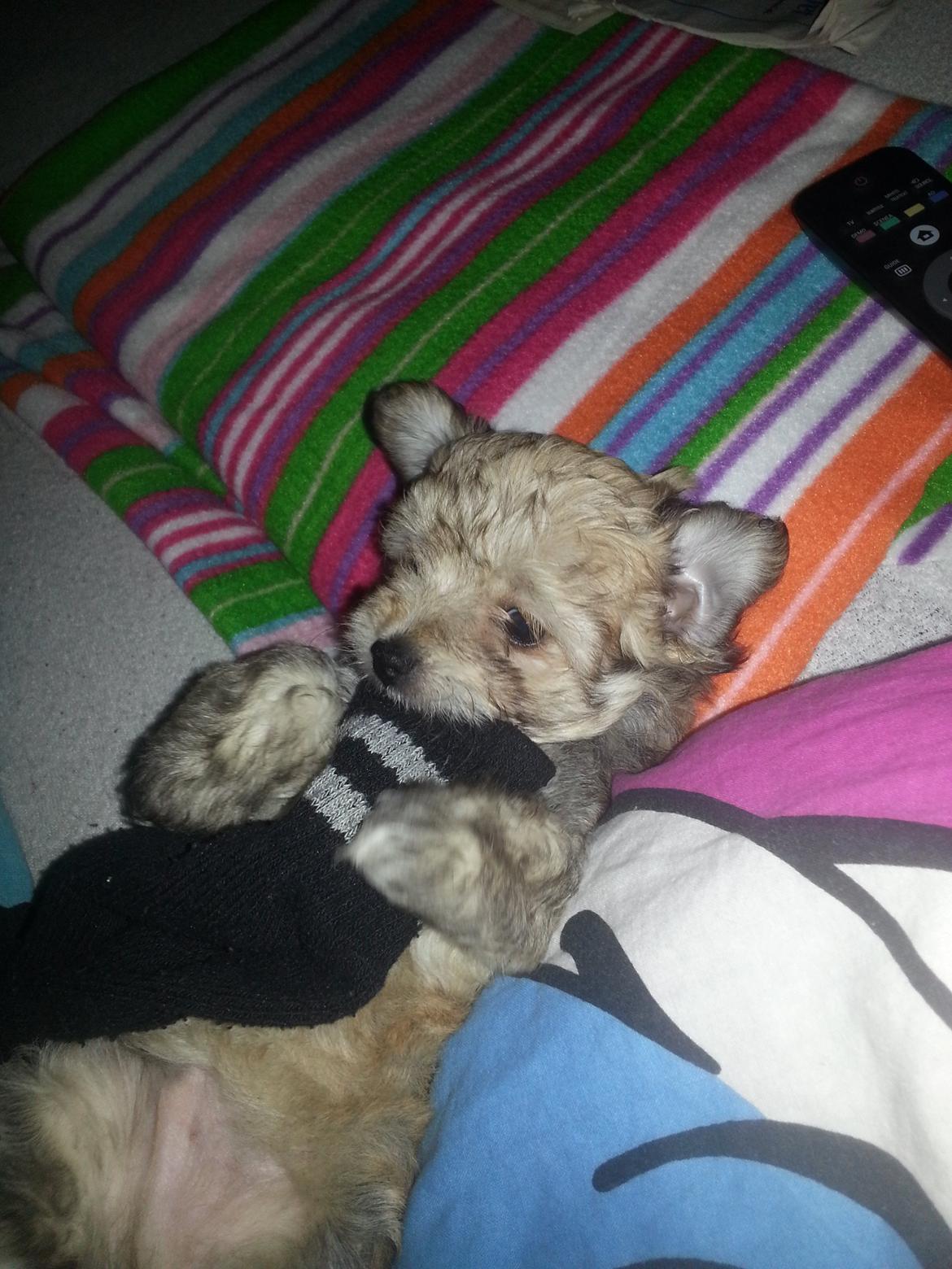 Blanding af racer Bailey billede 2