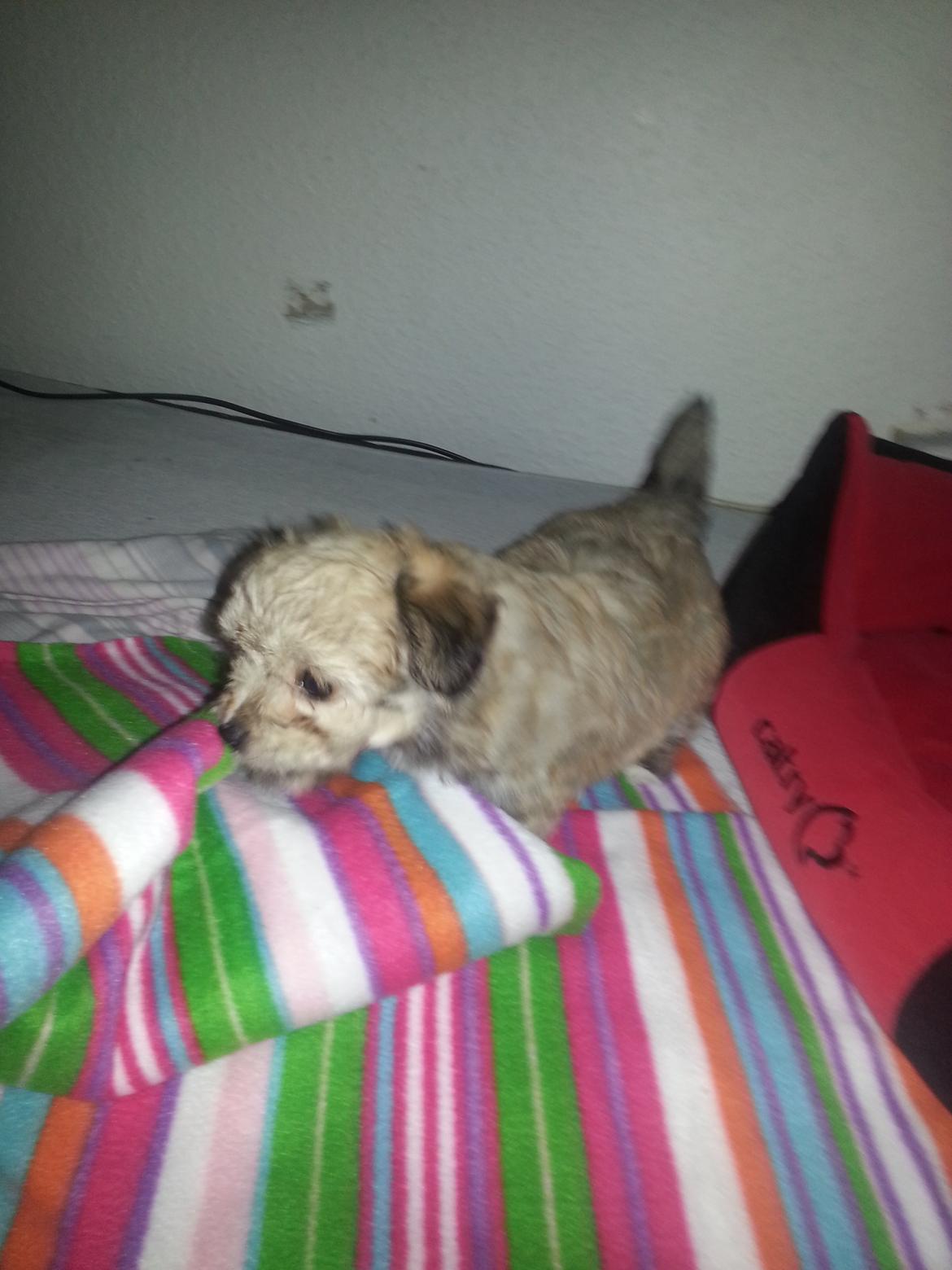 Blanding af racer Bailey billede 15