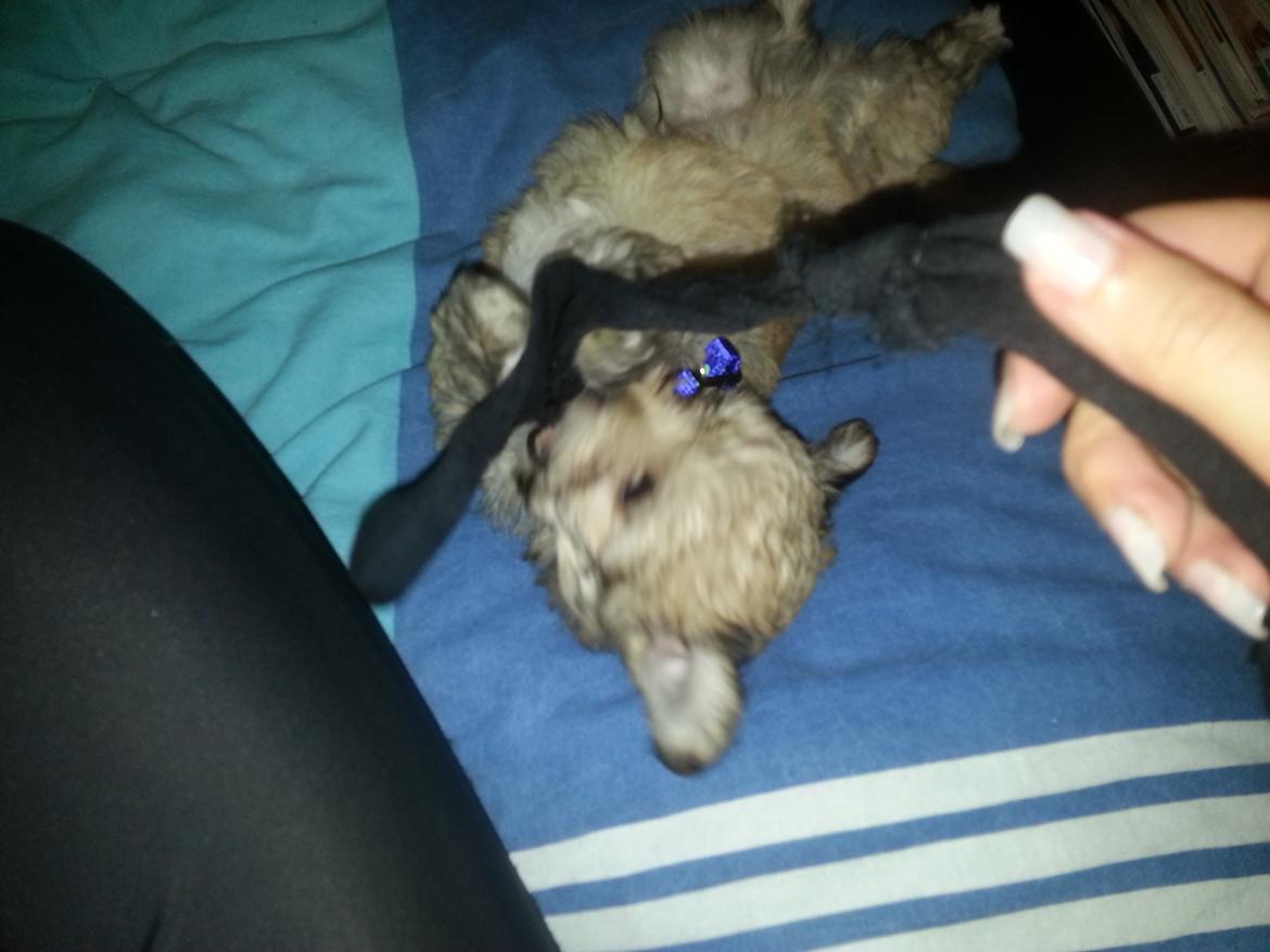 Blanding af racer Bailey billede 16