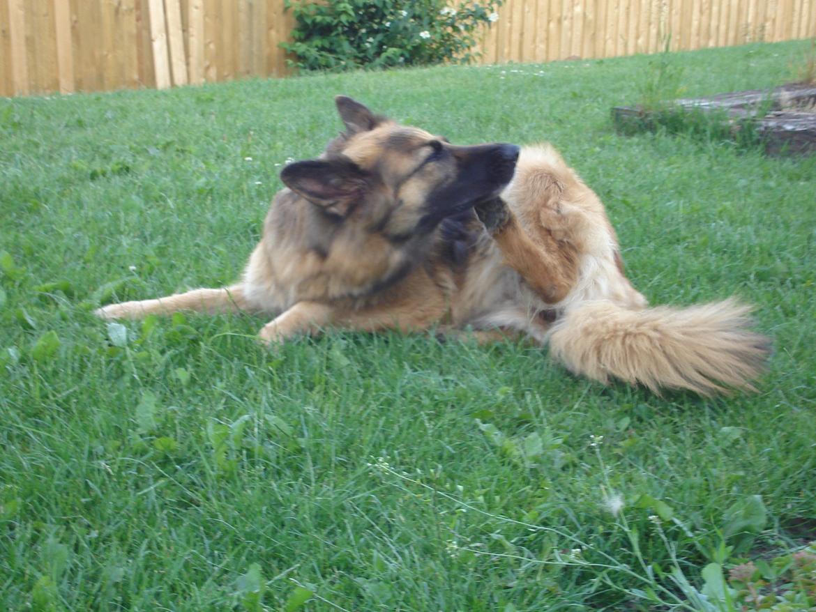 Schæferhund Sif (R.I.P) billede 1