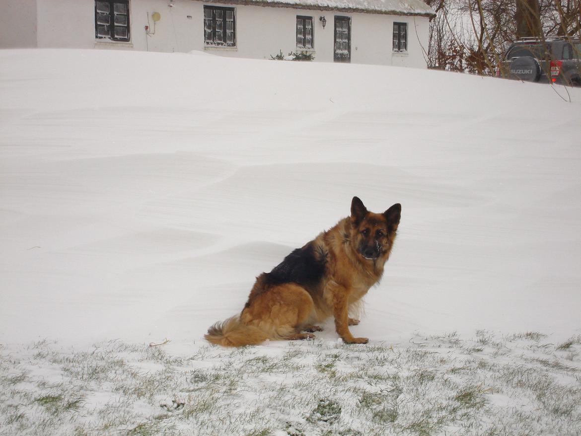 Schæferhund Sif (R.I.P) billede 2
