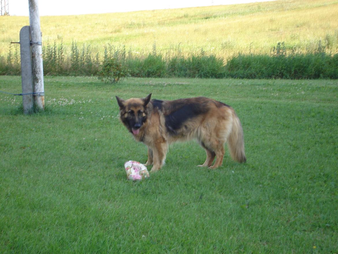 Schæferhund Sif (R.I.P) billede 3