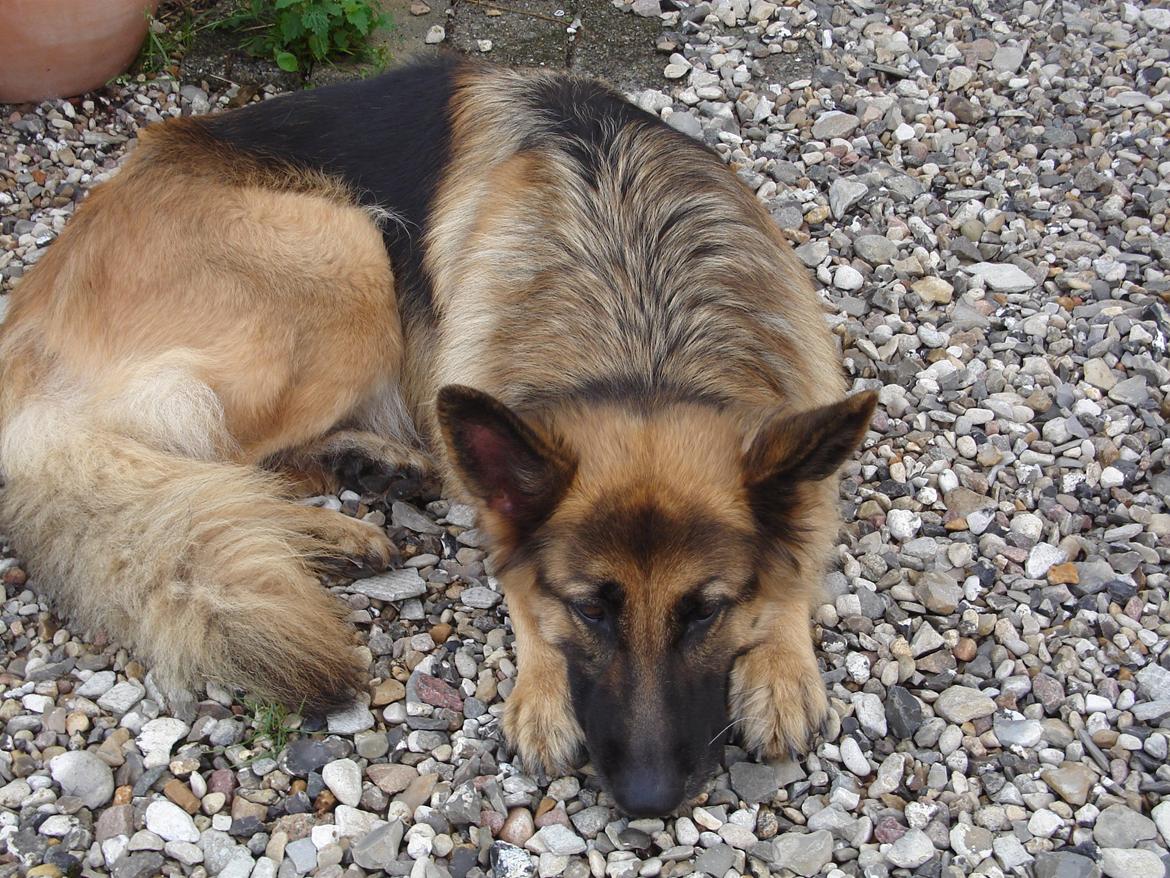 Schæferhund Sif (R.I.P) billede 4