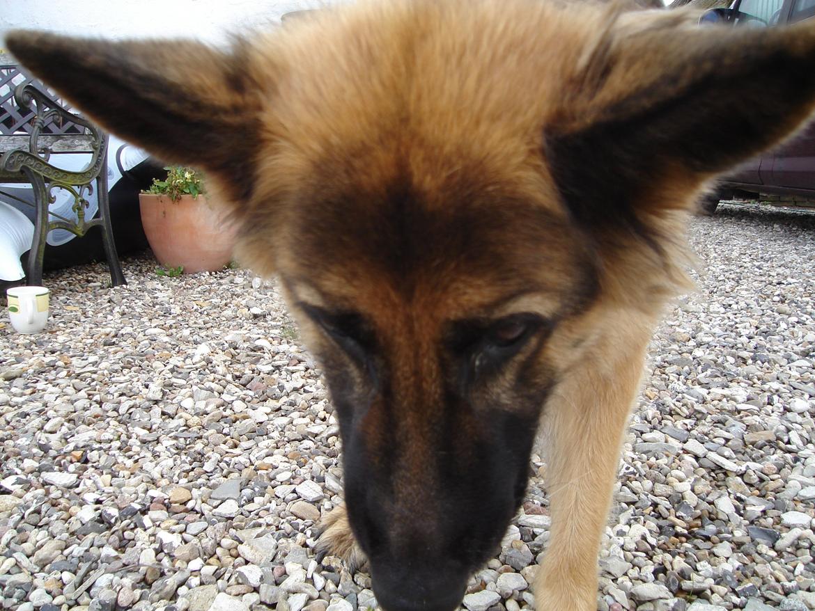 Schæferhund Sif (R.I.P) billede 5