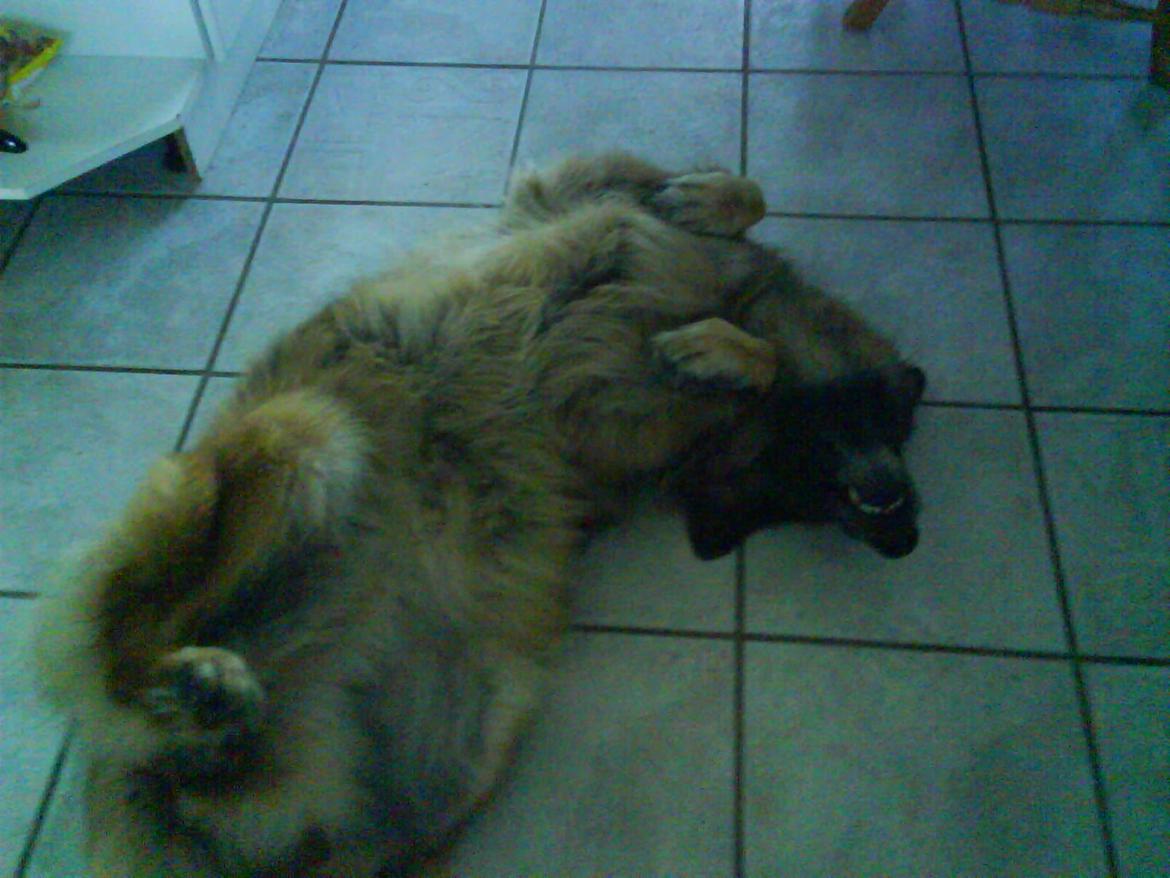 Schæferhund Sif (R.I.P) billede 7