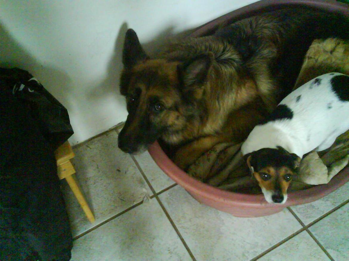 Schæferhund Sif (R.I.P) billede 8