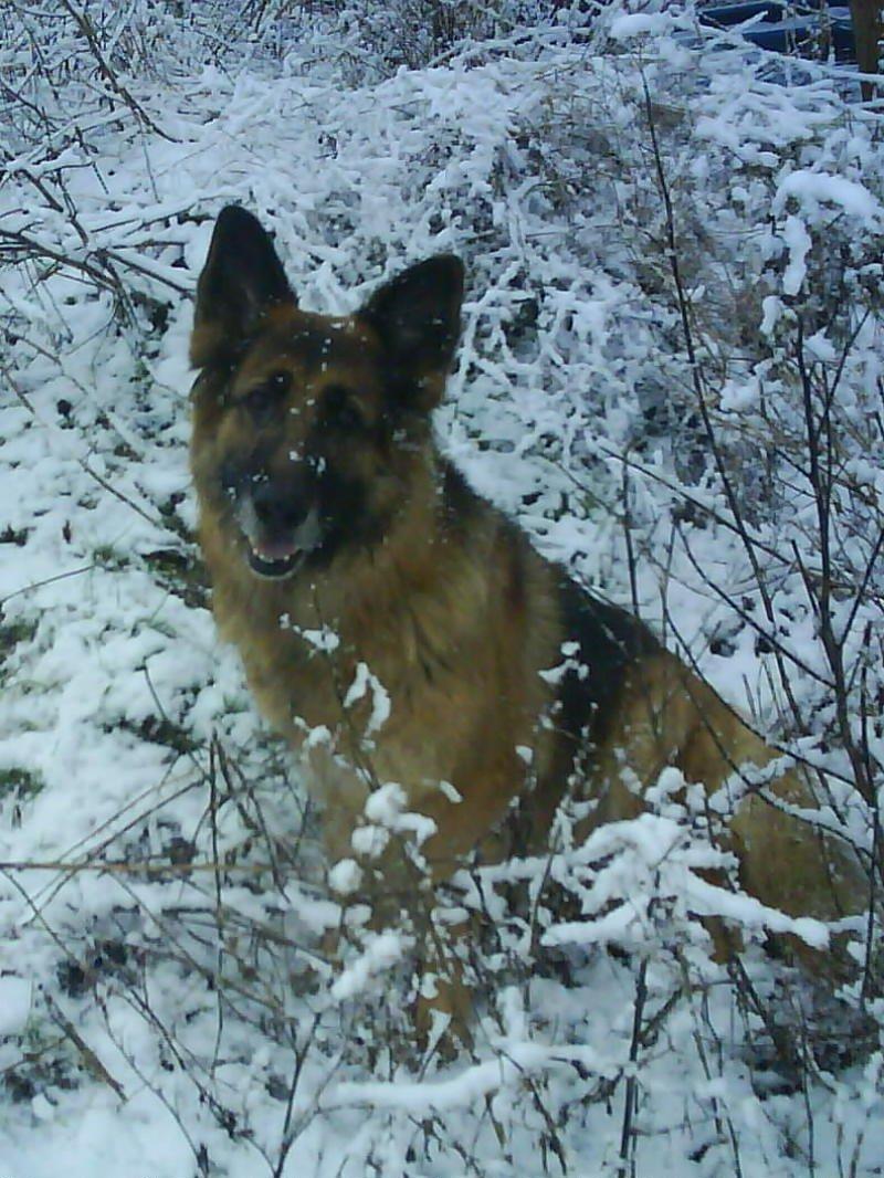 Schæferhund Sif (R.I.P) billede 9