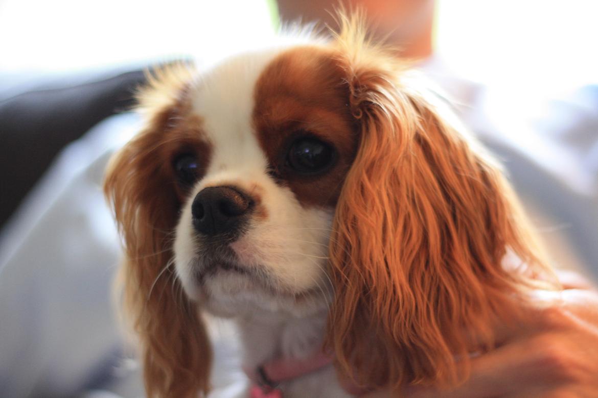 Cavalier king charles spaniel Aya billede 11