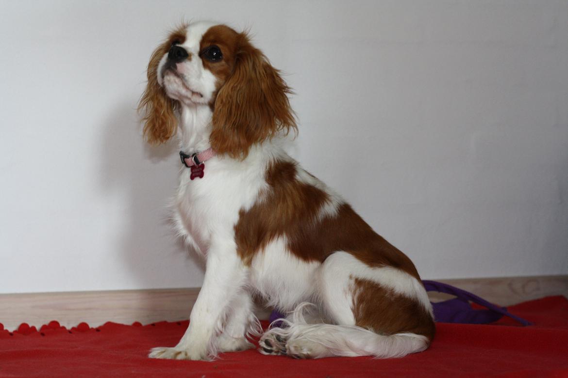 Cavalier king charles spaniel Aya billede 12