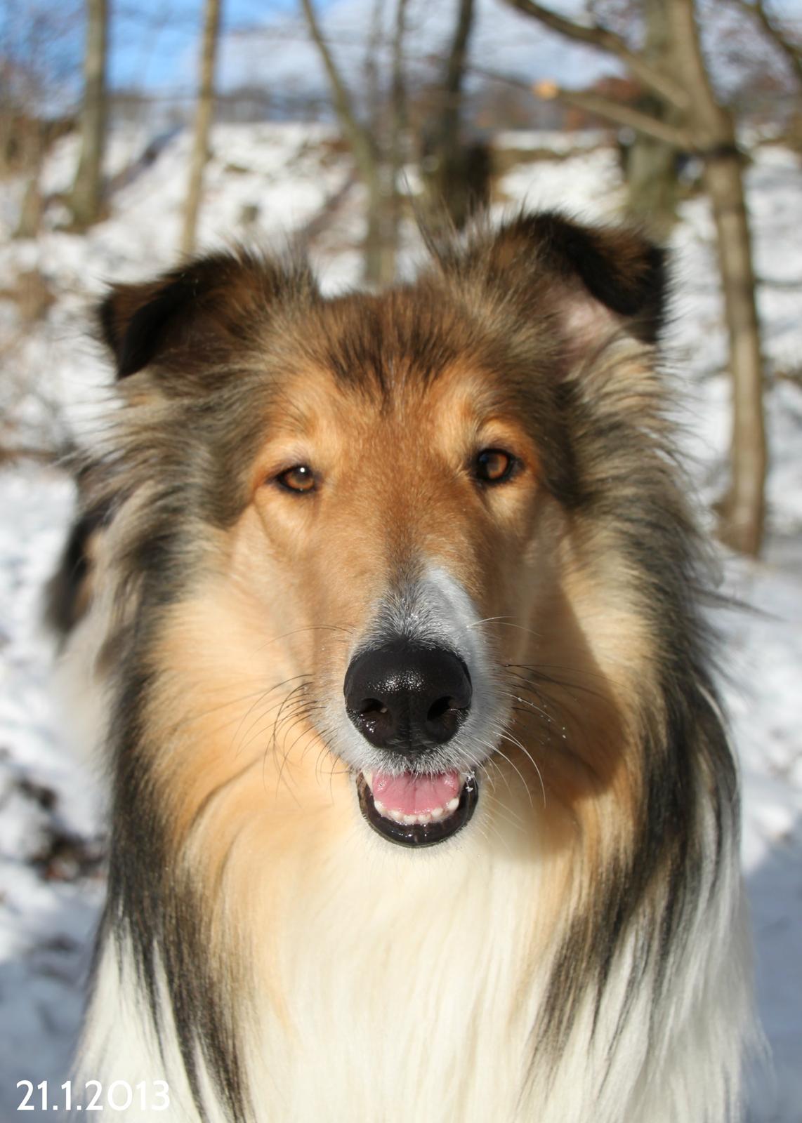 Collie langhåret Ebony Moor´s Adorable Alba billede 4