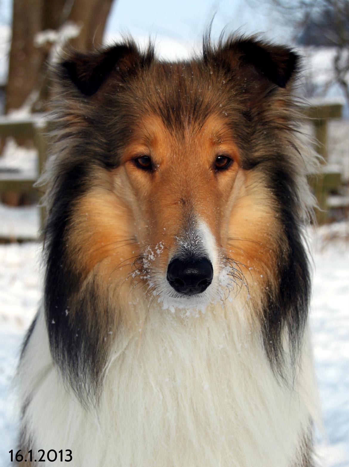 Collie langhåret Ebony Moor´s Adorable Alba billede 8