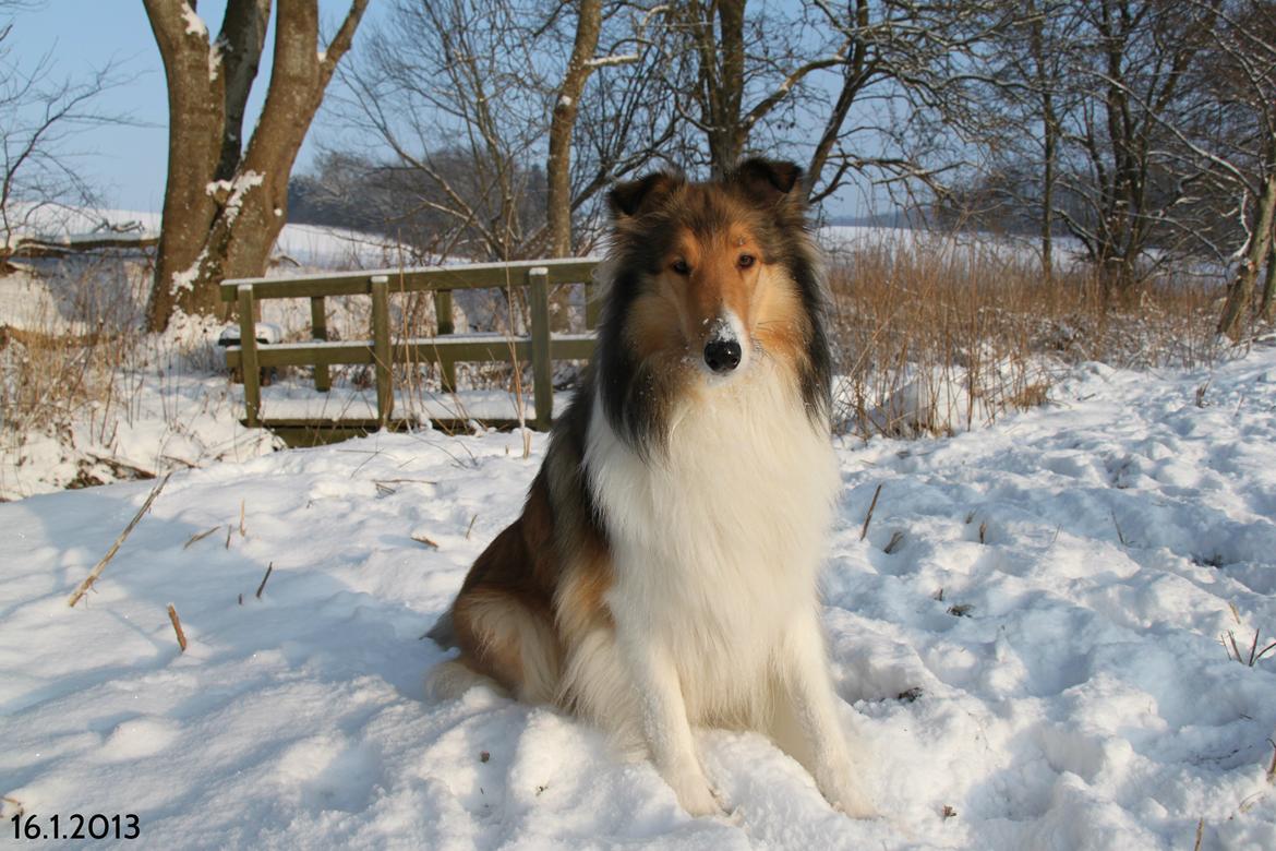 Collie langhåret Ebony Moor´s Adorable Alba billede 5