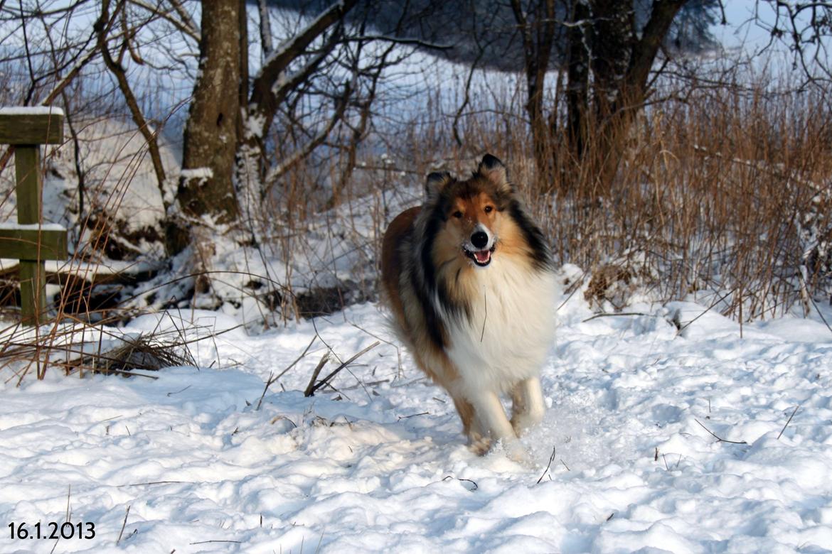 Collie langhåret Ebony Moor´s Adorable Alba billede 6