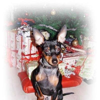 Dvaergpinscher Rødkildes Lucka - Lucka juleaften ;) billede 1