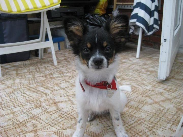 Papillon Bella billede 2