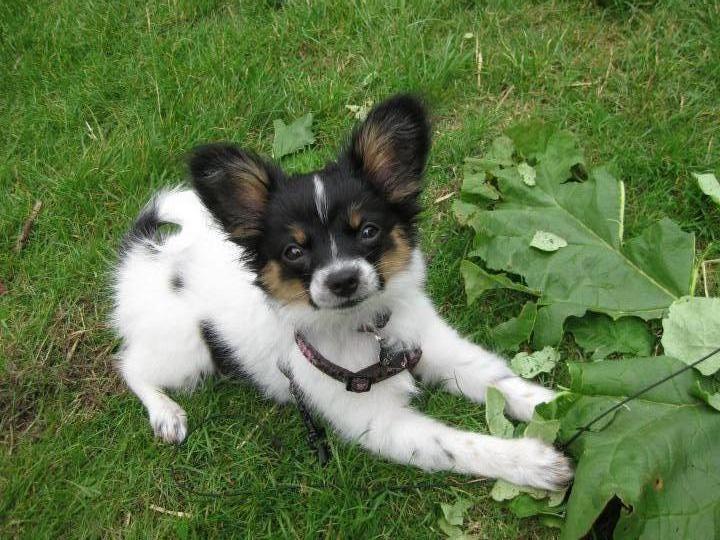 Papillon Bella billede 5