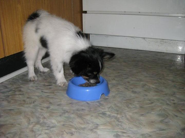 Papillon Bella billede 3