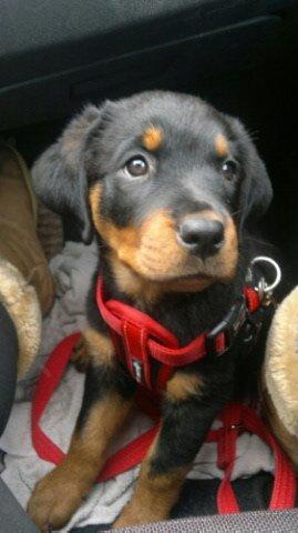 Rottweiler Nika billede 1