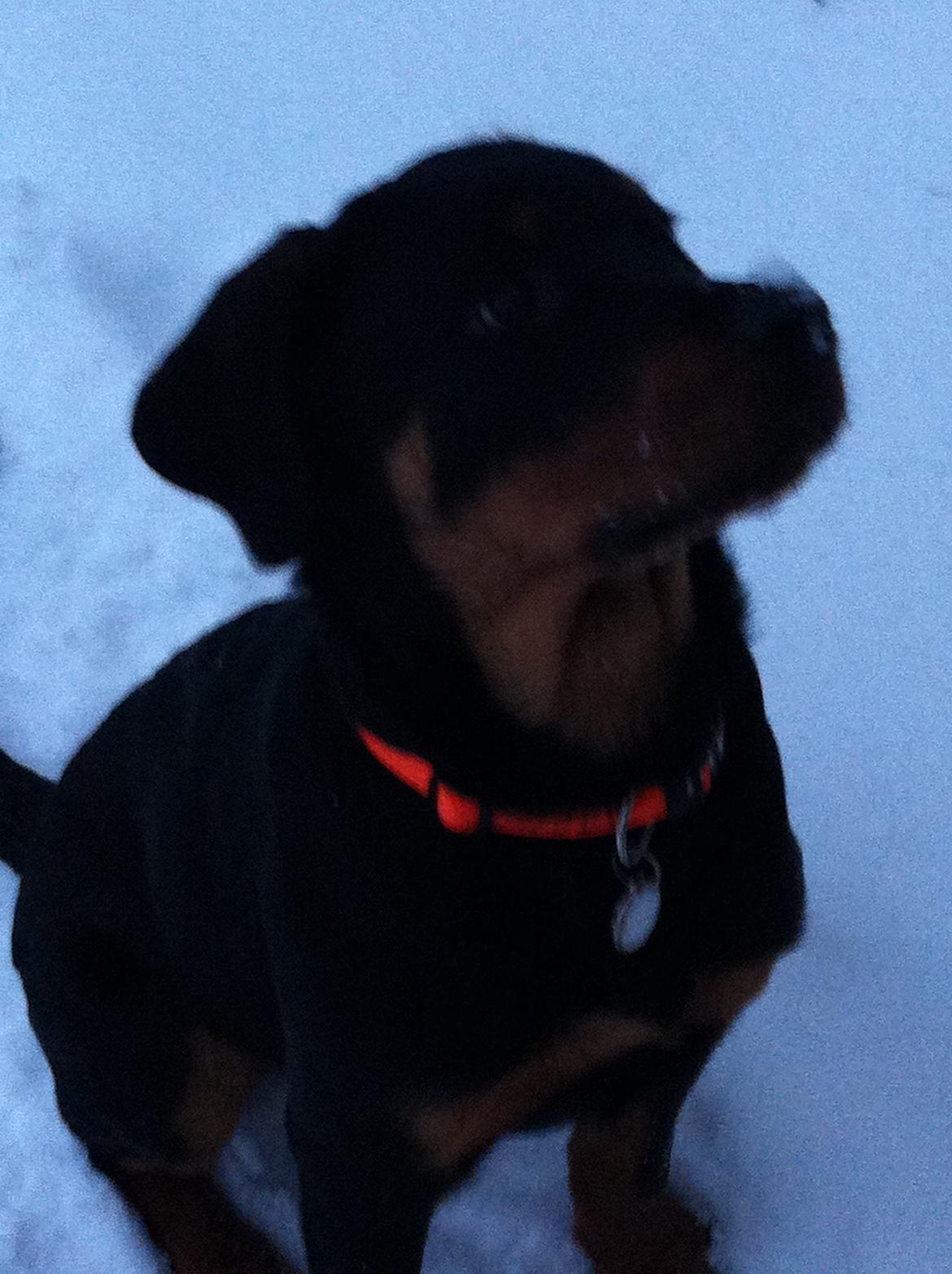 Rottweiler Nika billede 2