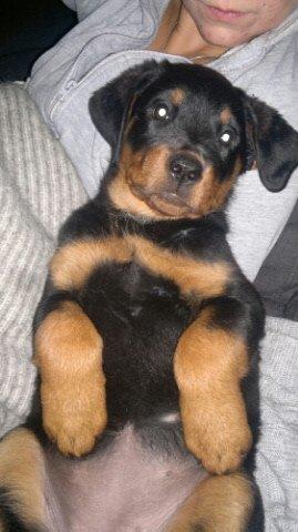 Rottweiler Nika billede 3