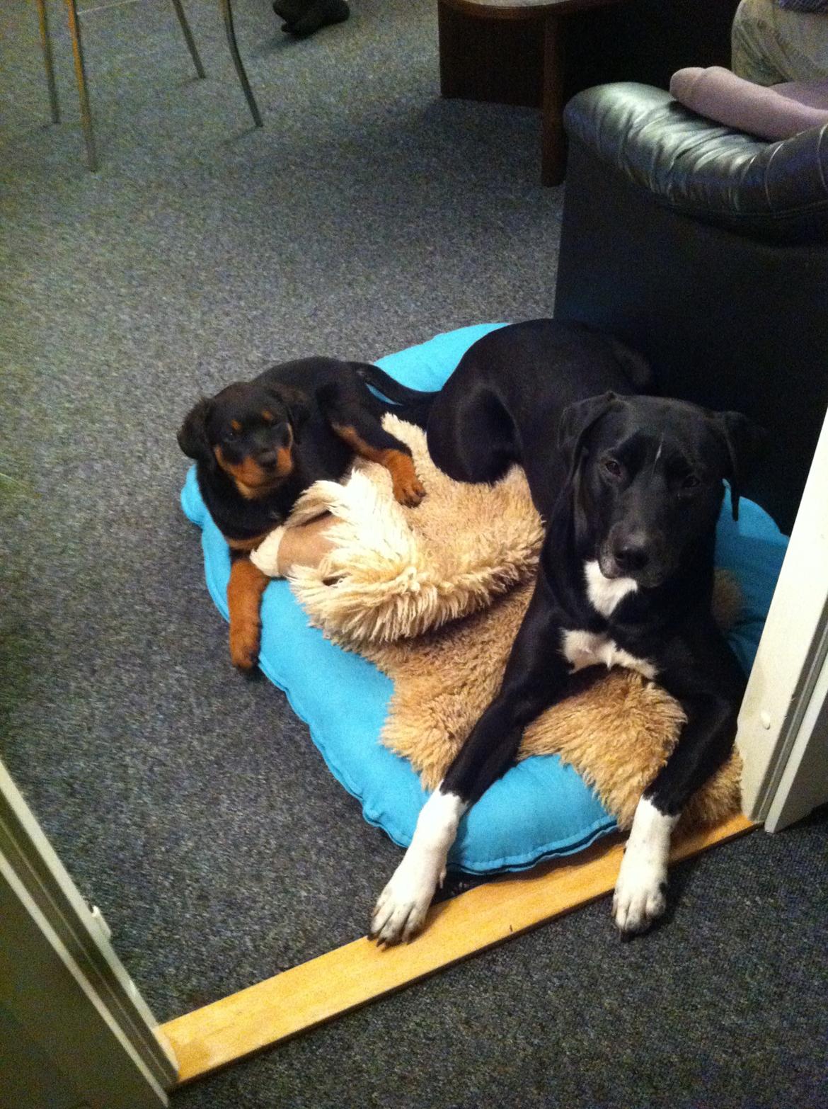 Rottweiler Nika billede 4