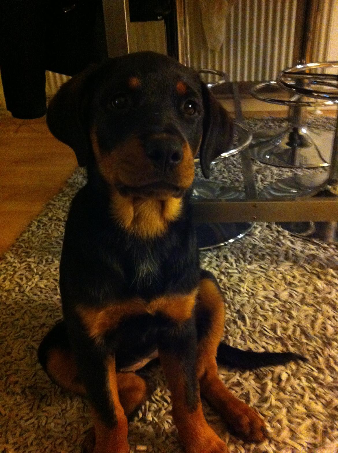 Rottweiler Nika billede 5