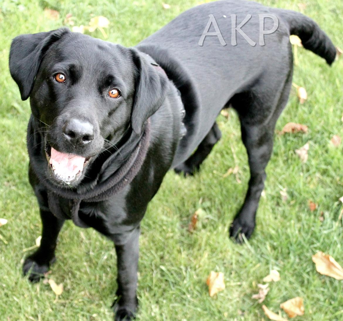 Labrador retriever Sally - Sally og jeg på gåtur.

Efterår '12.

Billede: Mig. billede 1