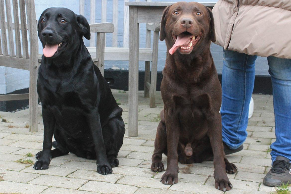 Labrador retriever Sally - Sally hos Basse, hvor vi fik parret hende.

Efteråret '12.

Billede: Mig. billede 3