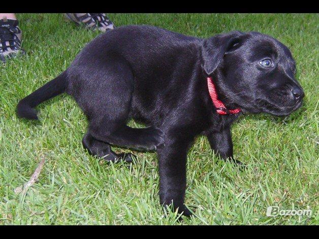 Labrador retriever Sally - Sally 6 uger.

Sommer '08. billede 4