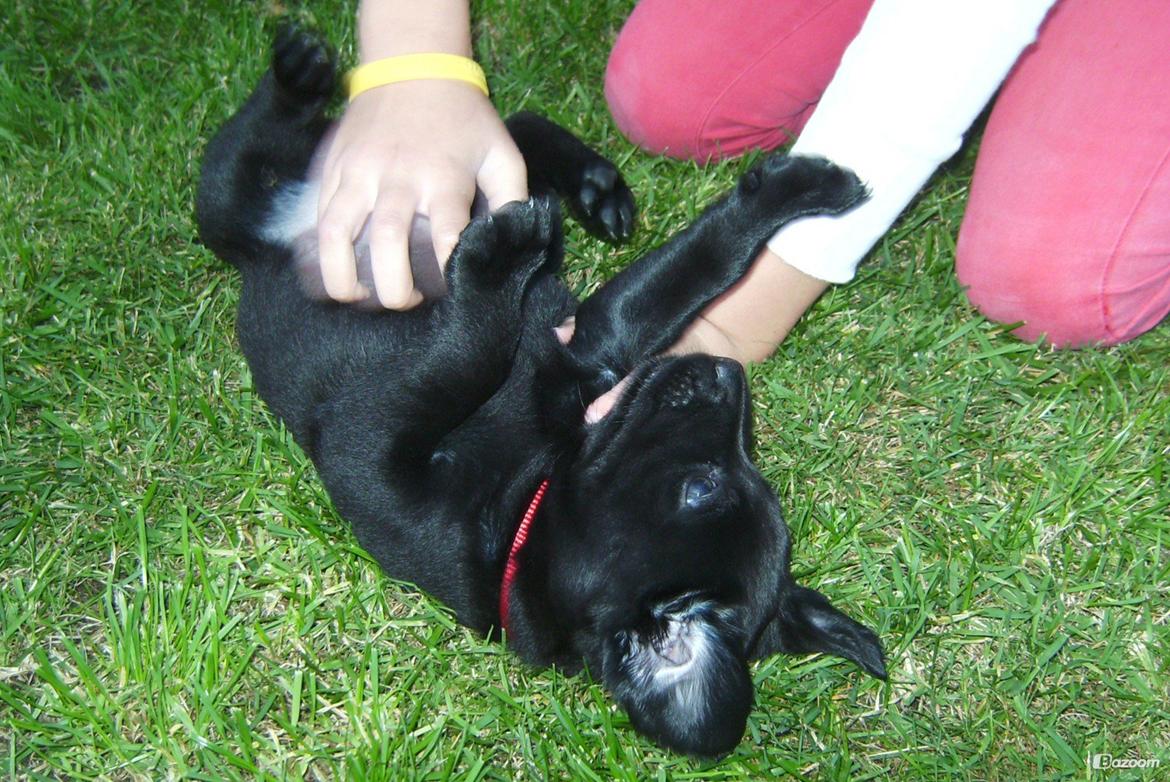 Labrador retriever Sally - Sally og jeg.

Sommer '08.

Billede: Mor. billede 5