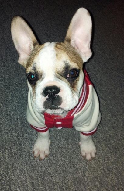 Fransk bulldog Rocco - Rocco 4 måneder billede 4