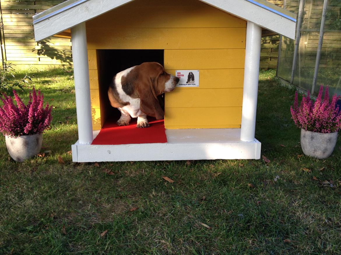 Basset hound Dalton - Dalton i hans flotte luksus hundehus som min datter købte til ham, og lavede rigtig fint med rødløber og skilt billede 15