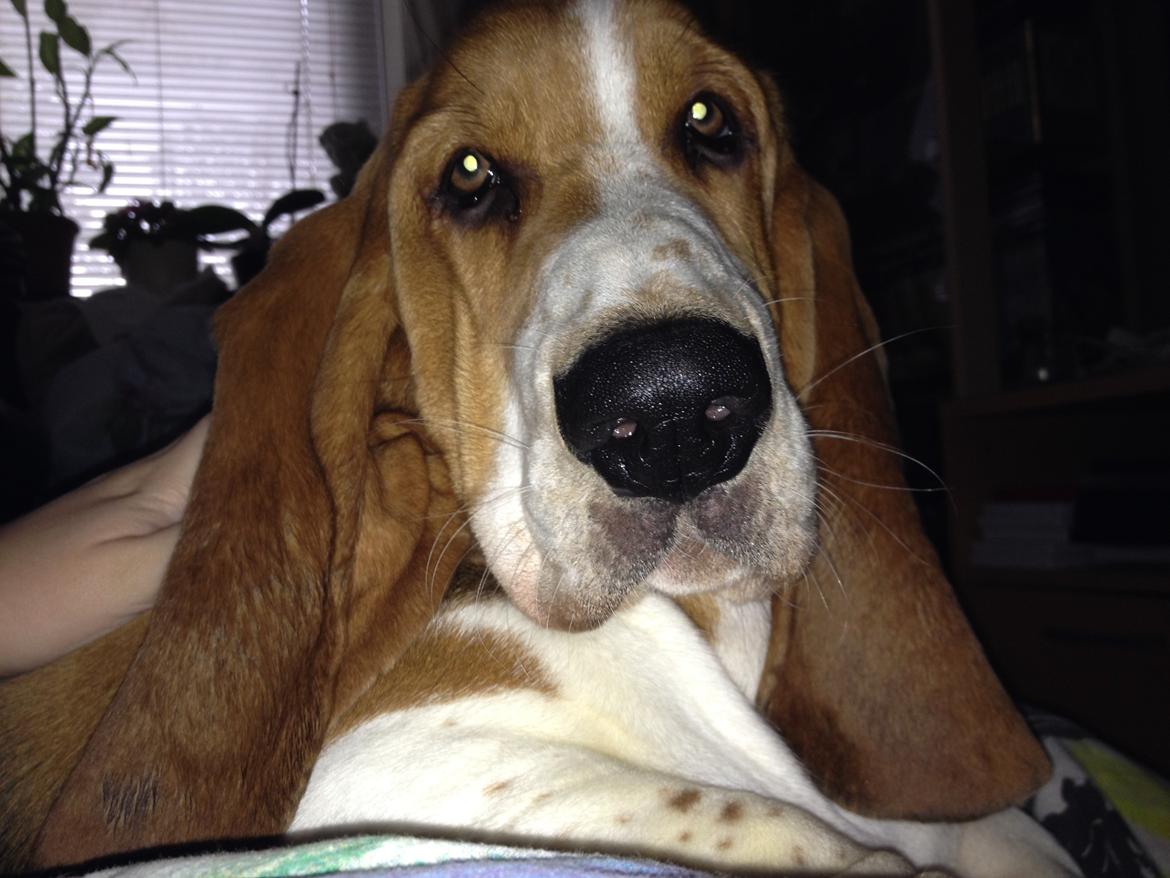 Basset hound Dalton - Dalton som ligger på min datter :-) billede 16