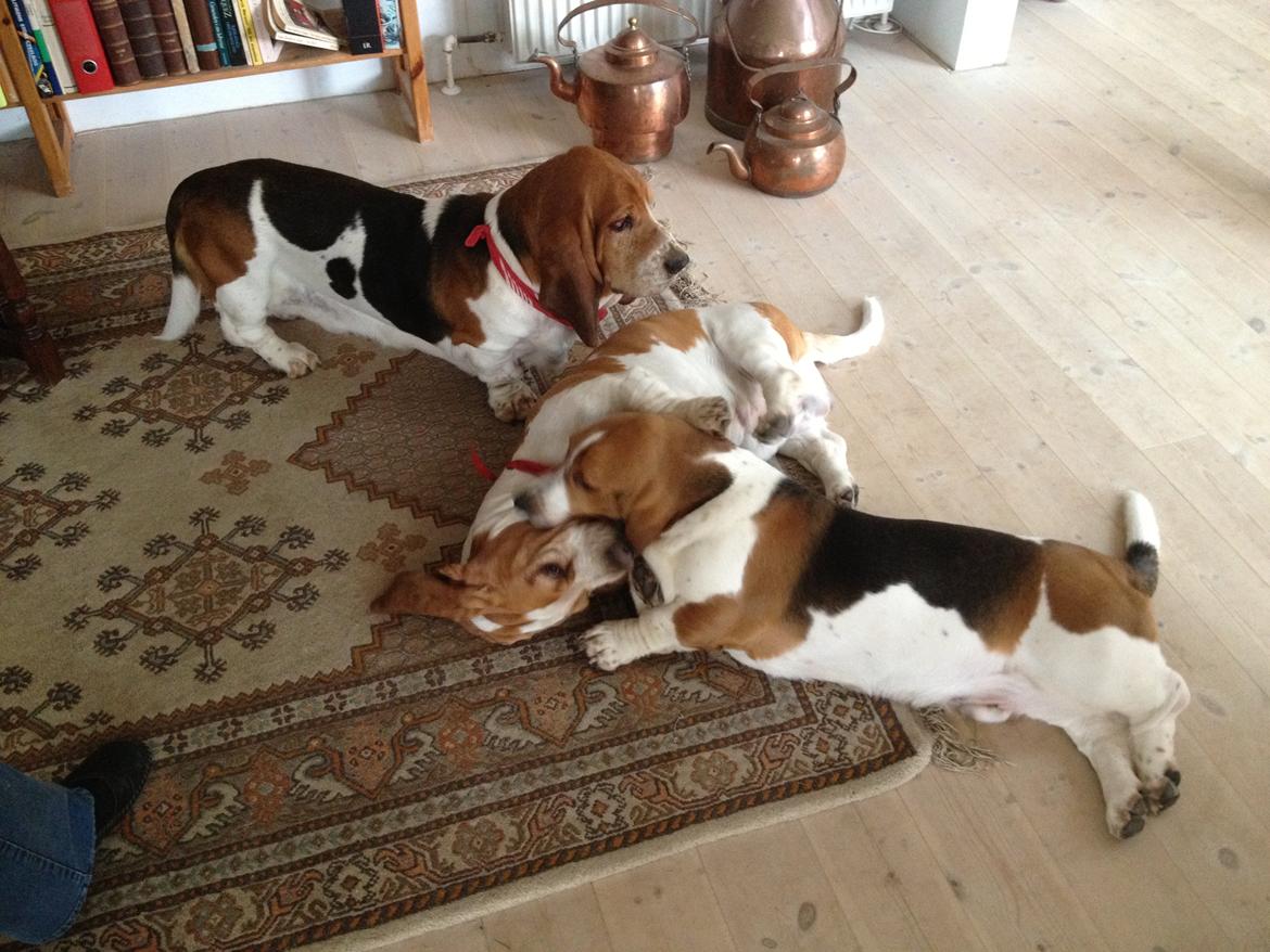 Basset hound Dalton - Her var vi til basset træf, med to basser, Oskar og Oliver som vi mødte en dag vi var ude og lufte Dalton :-) det var en dejlig dag billede 17