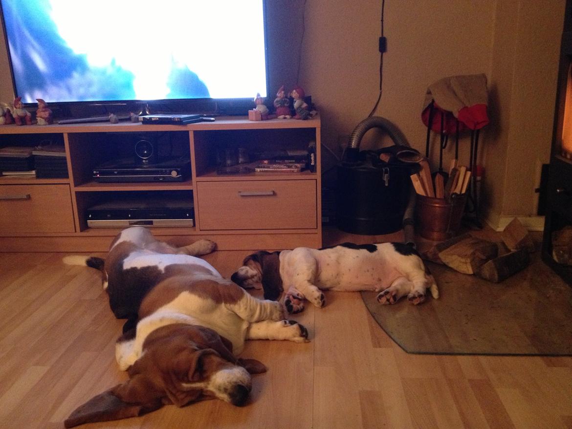 Basset hound Dalton - Dalton og lillebror Paddington nyder at ligge foran brændeovnen når der er koldt udenfor billede 18