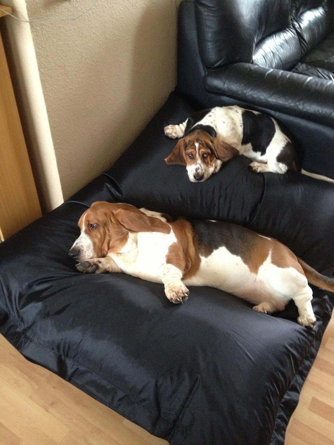 Basset hound Dalton - Her indvier Dalton og Paddington deres nye sækkestol billede 19