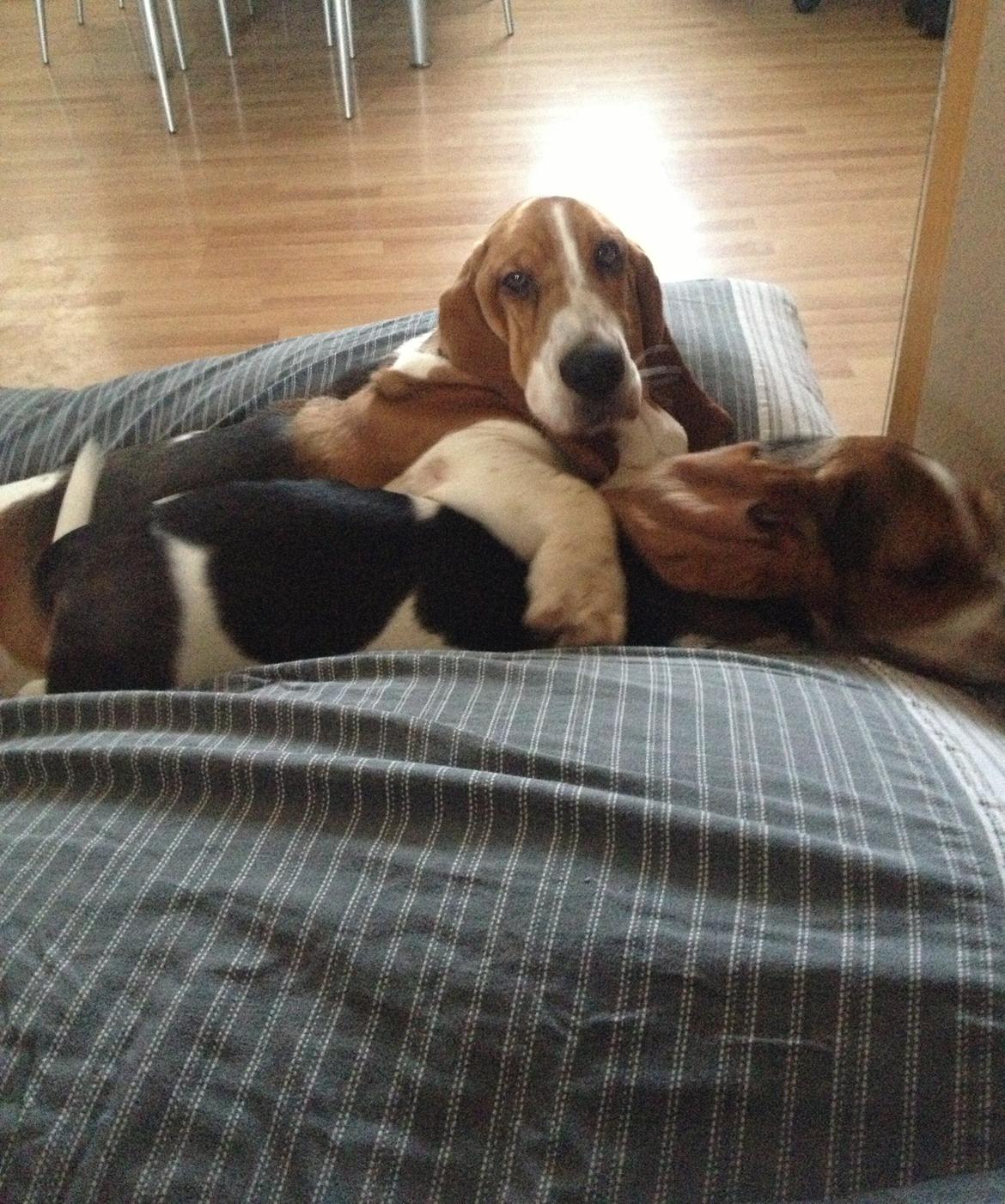 Basset hound Dalton - Søskende kærlighed ;-) billede 20