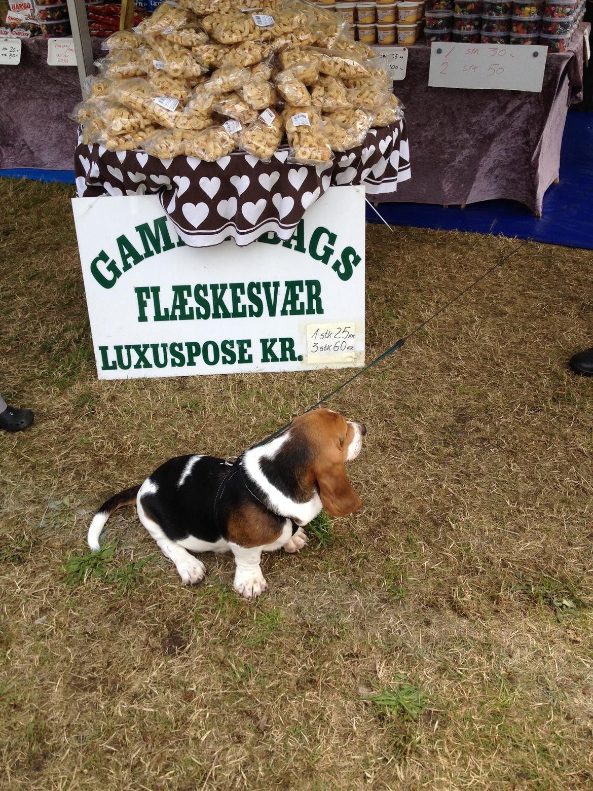 Basset hound Dalton - Da Dalton var hvalp havde vi ham med på kræmmermarked, hvor Dalton besluttede sig for at sætte sig i kø foran flæskesværs boden ;-) billede 14
