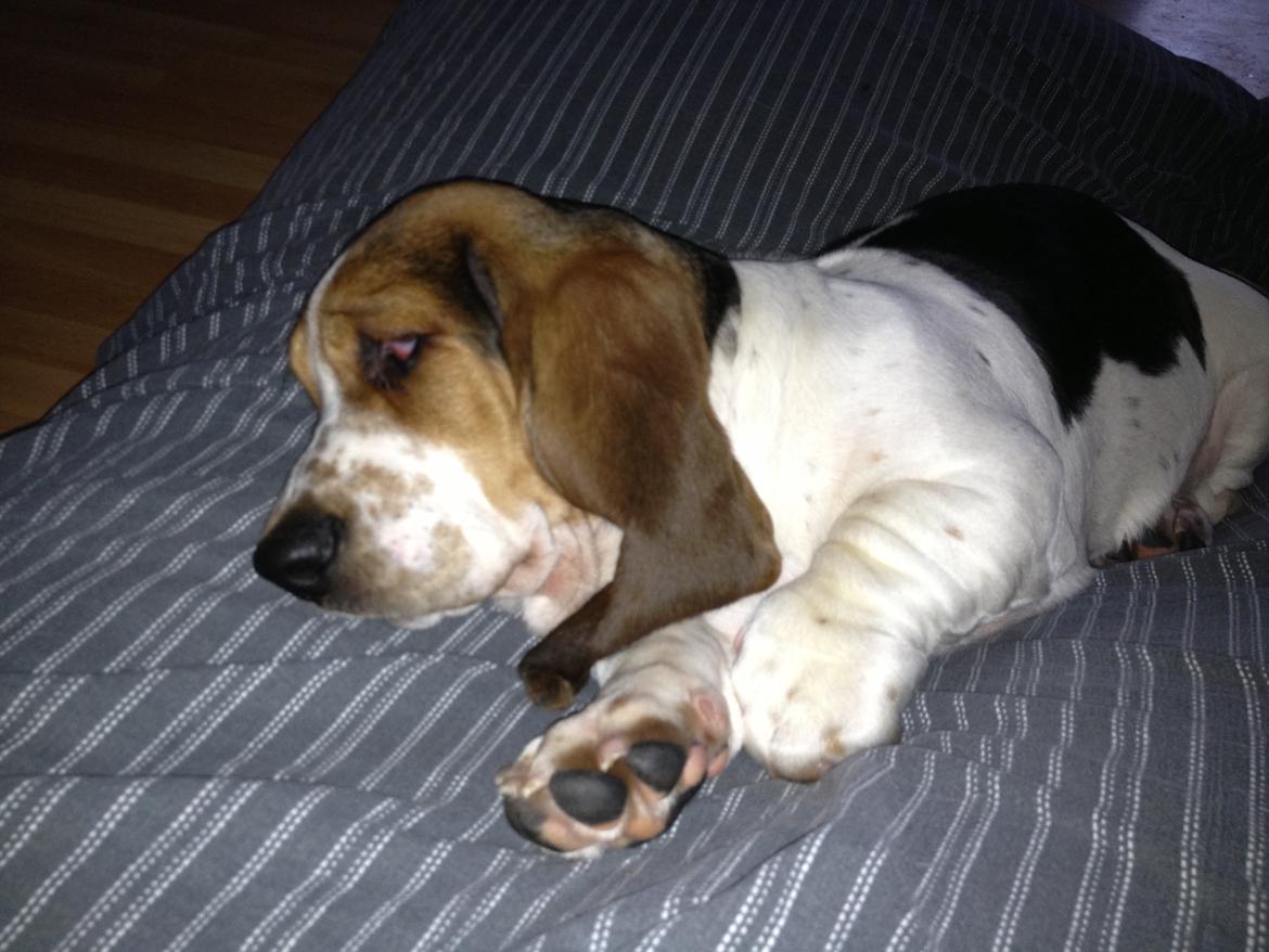 Basset hound Paddington - Han er bare lige til at spise... forstår slet ikke at man kan være så lækker :i  billede 11
