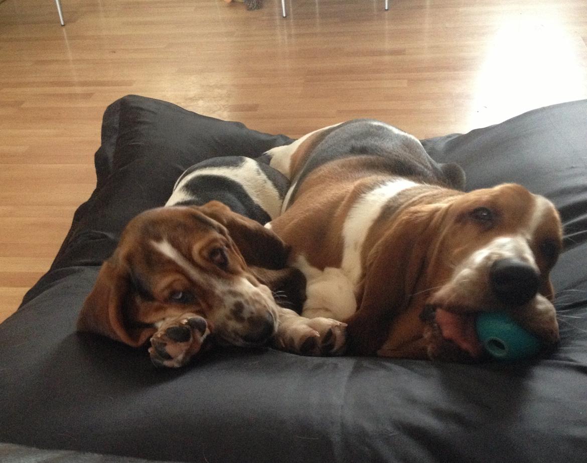 Basset hound Paddington - De to dejlige brødre i deres kæmpe sækkestol :D billede 12