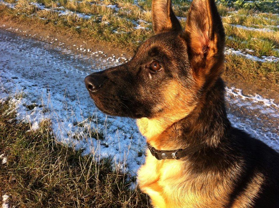 Schæferhund Eya billede 1