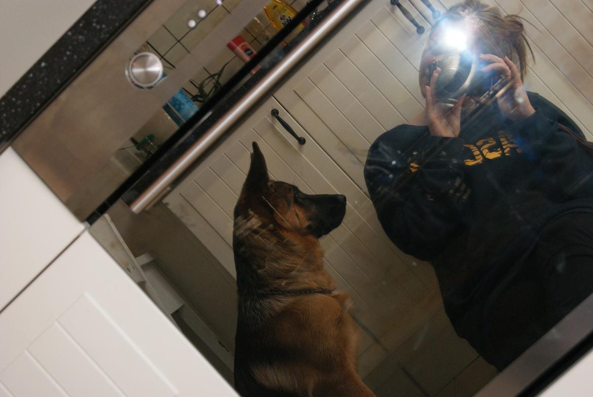 Schæferhund Eya billede 3