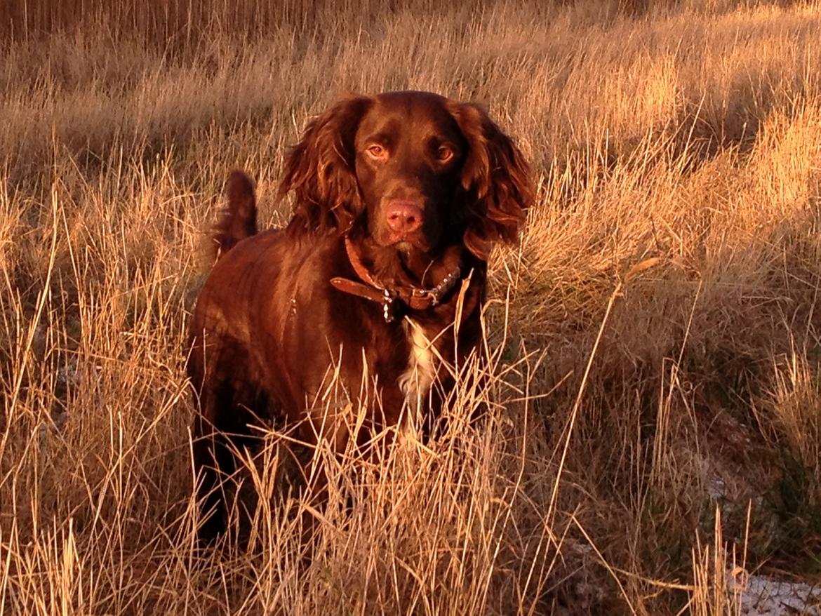 Blanding af racer Bella billede 17