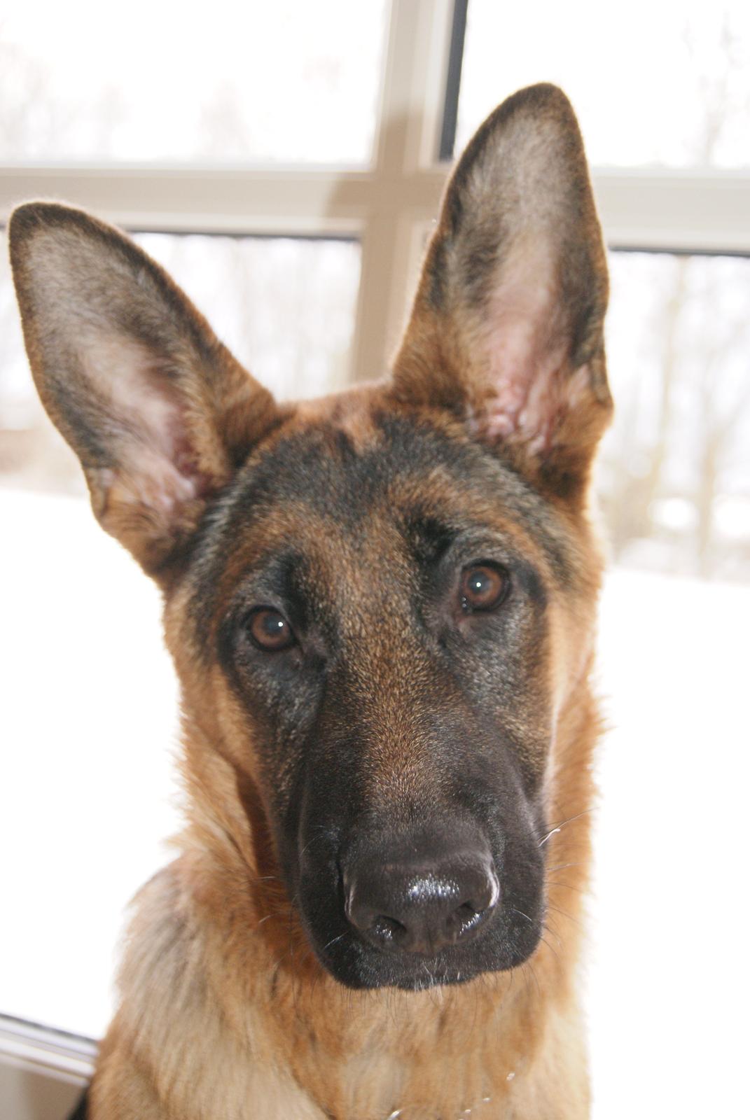 Schæferhund Eya billede 4