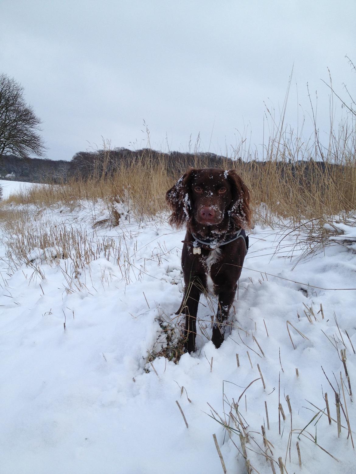 Blanding af racer Bella billede 18