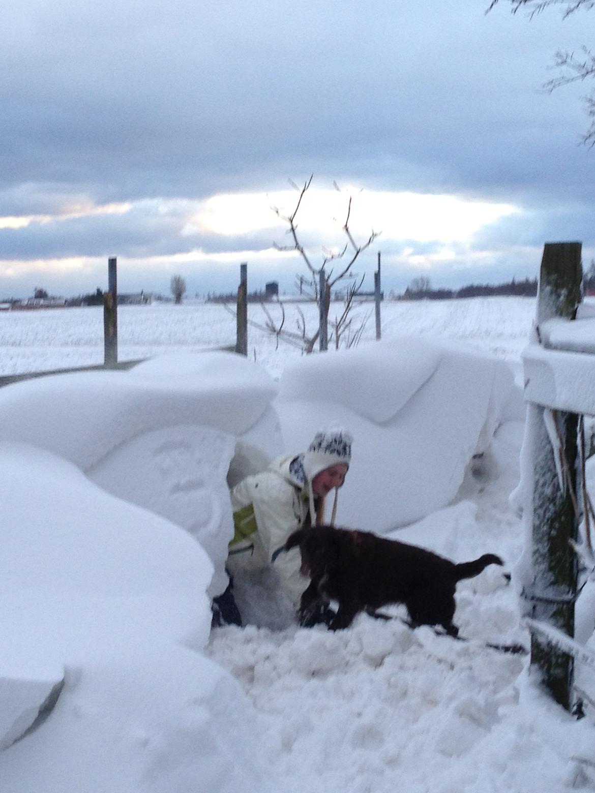 Blanding af racer Bella billede 19