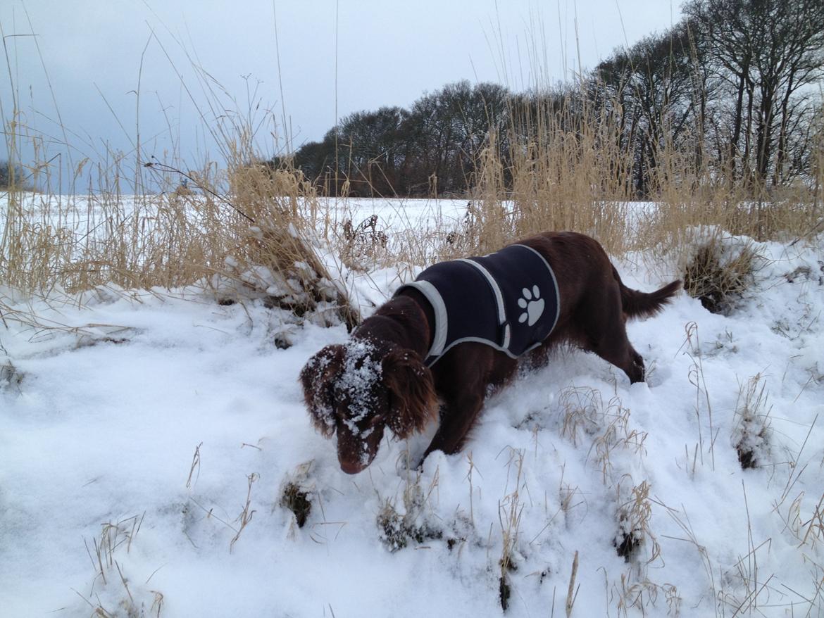 Blanding af racer Bella billede 20